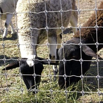 1.8m Höhe Ziegenfarm Drahtgitterzaun Heißgetränkt Galvanisiert Korrosionsschutz